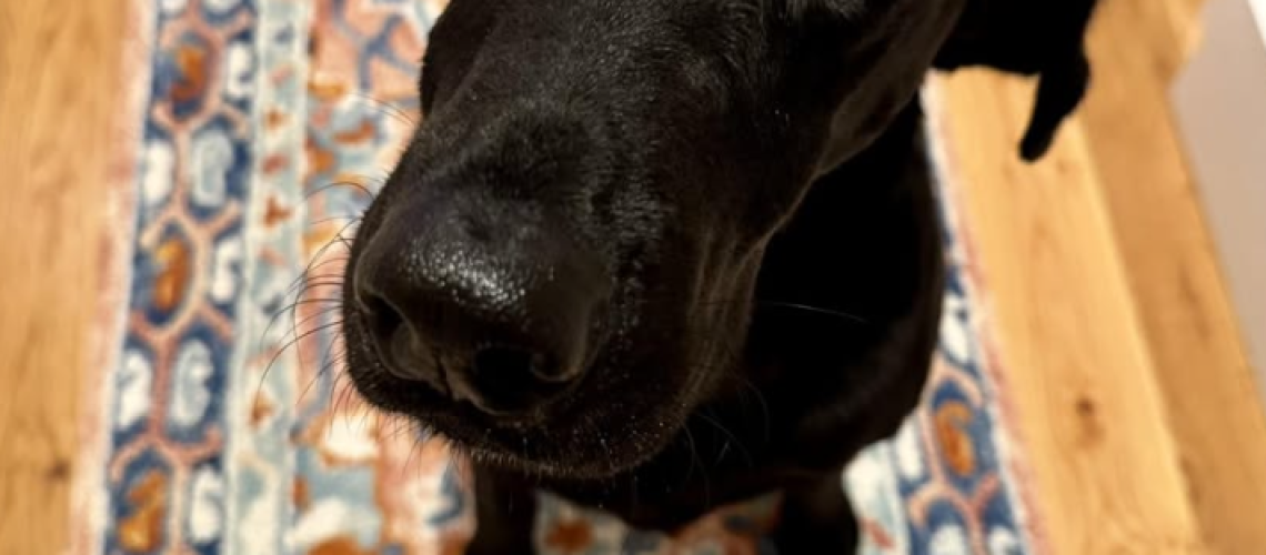 Screen Shot 2025-07-13 at 10.00.22 AM